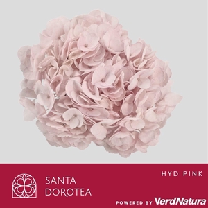 HYD Painted Light Pink PRE