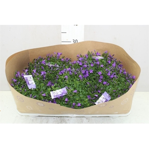 Campanula Port Blue X