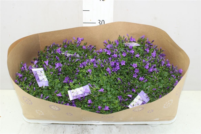 <h4>Campanula Port Blue X</h4>