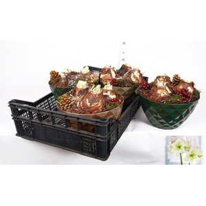 BLOEMBOL HIPPEASTRUM