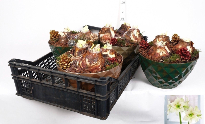 <h4>BLOEMBOL HIPPEASTRUM</h4>