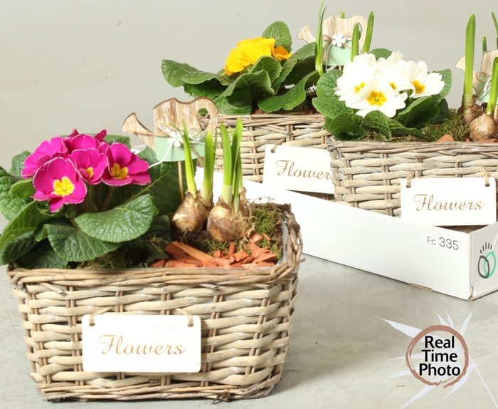 <h4>ARR TUINPLANTEN</h4>