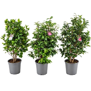 Camellia japonica