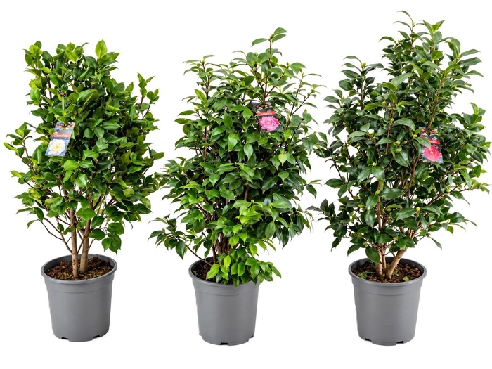 <h4>Camellia japonica</h4>
