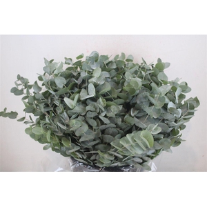 Euca Cinerea Short 300gr P Bunch