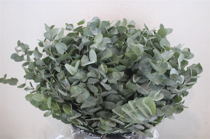 <h4>Euca Cinerea Short 300gr P Bunch</h4>