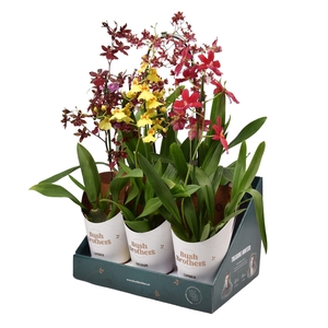 ORCHIDEEEN OVERIG