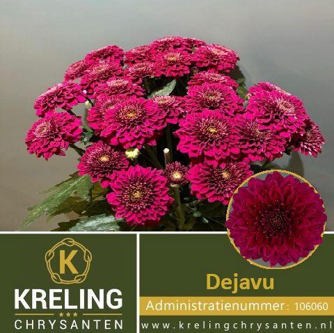 <h4>CHR T DEJAVU</h4>