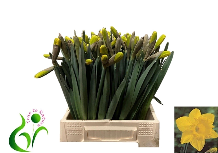 <h4>NARC T DUTCH MASTER</h4>