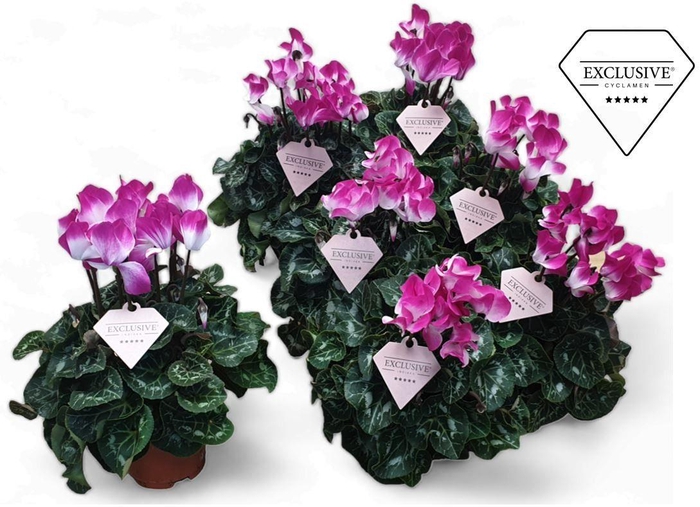 <h4>Cyclamen Exclusive® Fusion</h4>