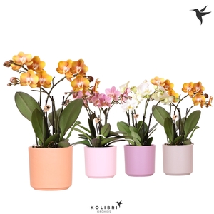 Kolibri Orchids Phalaenopsis Jewel mix 4 spike in Simplicity mix