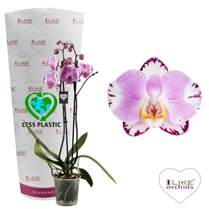 Phalaenopsis Art Nouveau - 2 tak 80cm (Less Plastic)