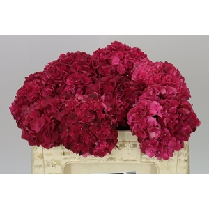 Hyd Ruby Red