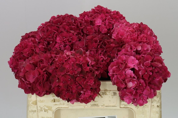 <h4>Hyd Ruby Red</h4>