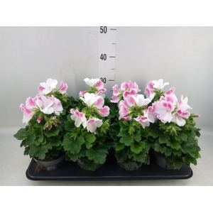 Pelargonium gran.   ..