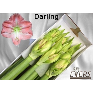 HIPP GA DARLING
