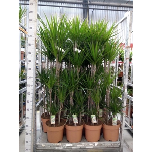 Dracaena marg.