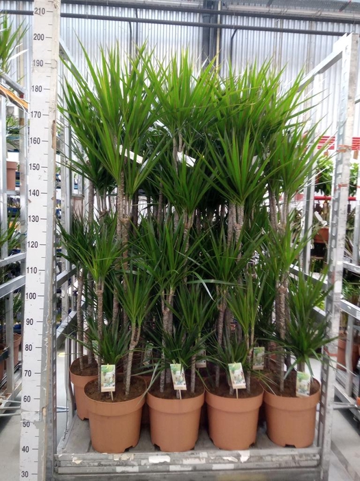 <h4>Dracaena marg.</h4>