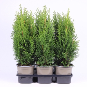 Thuja occidentalis 'Smaragd'