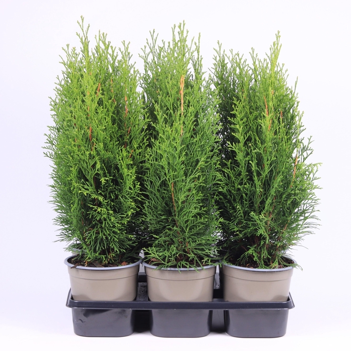 <h4>Thuja occidentalis 'Smaragd'</h4>