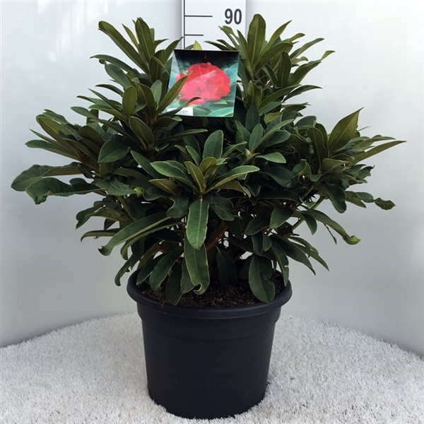 <h4>Rhodo. 'Wilgen's Ruby' red/pink</h4>