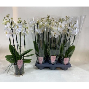 PHAL AN INVERNESS
