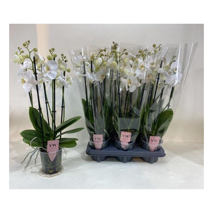 <h4>PHAL AN INVERNESS</h4>