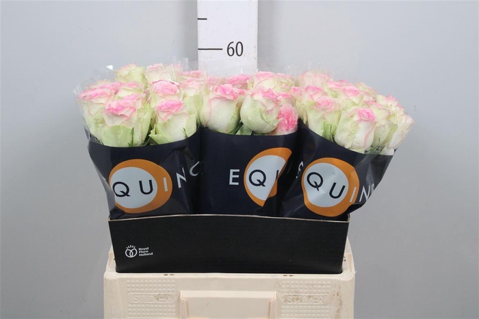 <h4>R Gr Pink Journey</h4>