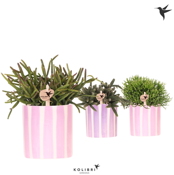 <h4>Kolibri Greens Rhipsalis mix in Painted Stripe pot pink mix</h4>