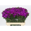 Dianthus Br Amazon Neon Purple