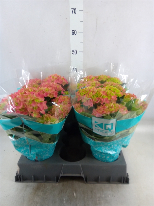 <h4>Hydrangea mac. 'Hi River'</h4>