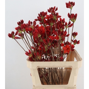 RHODO OV
