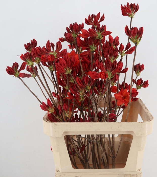 <h4>RHODO OV</h4>
