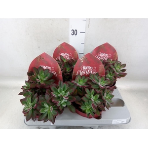 Echeveria pulvinata 'Devotion'