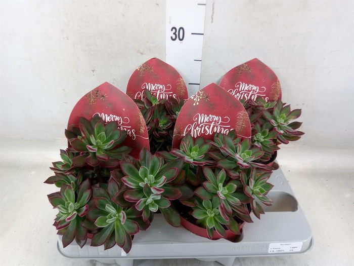 <h4>Echeveria pulvinata 'Devotion'</h4>