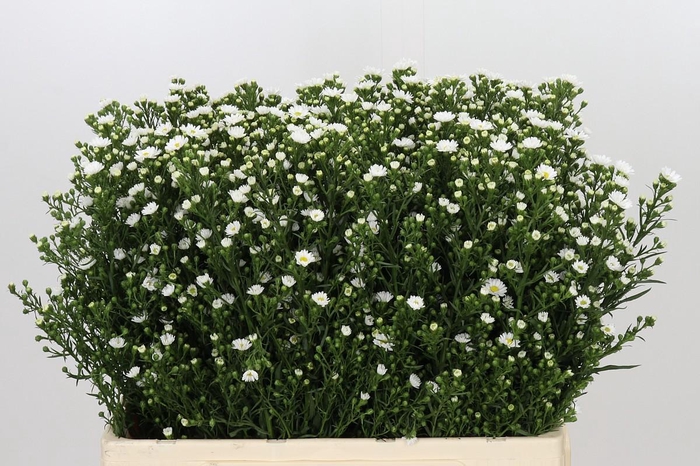 <h4>Aster Paquita</h4>