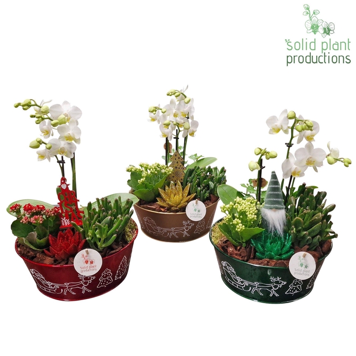 <h4>ZXP004 Mariëlle Zink</h4>