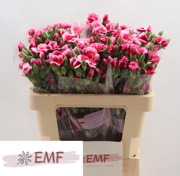 <h4>DI SOLOMIO SEM</h4>