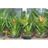 GUZMANIA AMARELA P14
