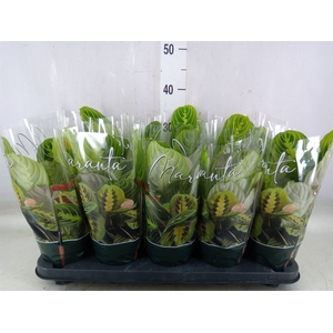 Maranta leuc. 'Lemon'