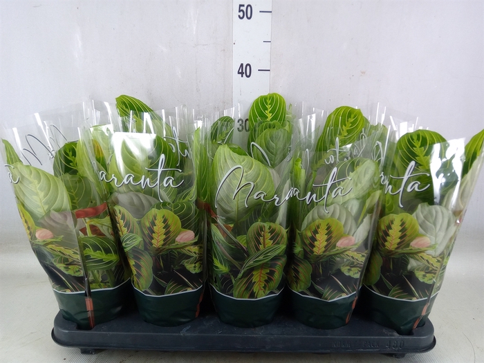 <h4>Maranta leuc. 'Lemon'</h4>
