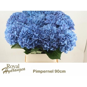 HYDR M CH PIMPERNEL