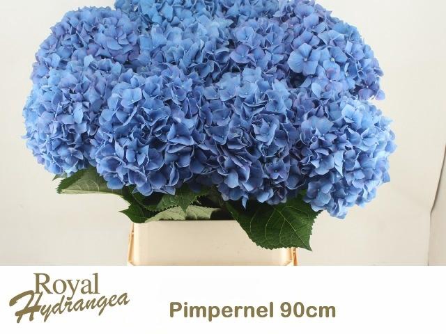 <h4>HYDR M CH PIMPERNEL</h4>
