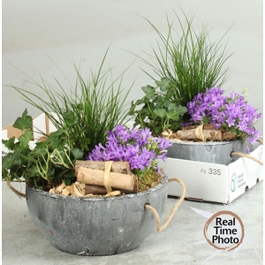 ARR TUINPLANTEN