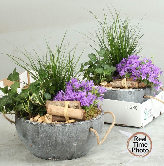 <h4>ARR TUINPLANTEN</h4>