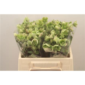 Helleb Magnificent Bells