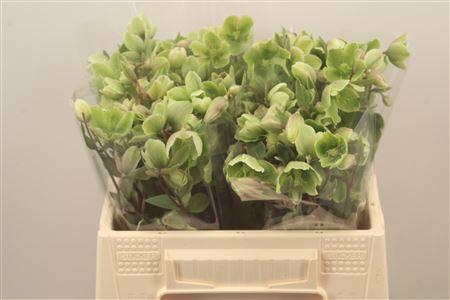 <h4>Helleb Magnificent Bells</h4>