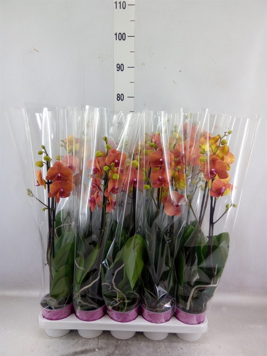 <h4>Phalaenopsis   ...orange</h4>