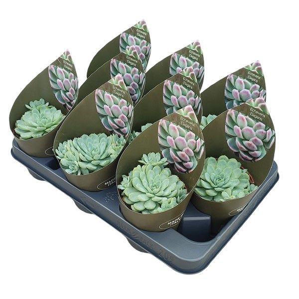 <h4>ECHEV ELEGANS</h4>