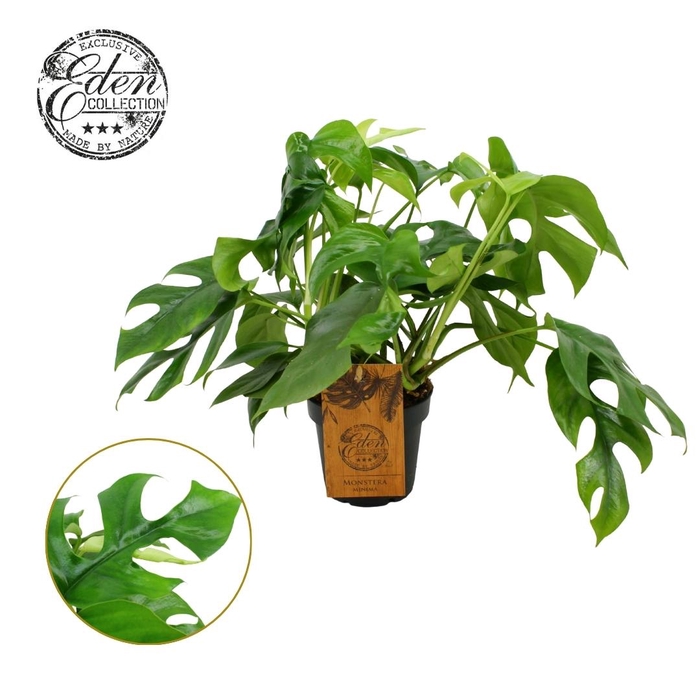 <h4>Monstera Minima 12cm</h4>